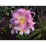 ZDJĘCIA Z TEGO TELEFONU