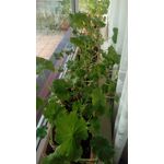 ZDJĘCIA Z TEGO TELEFONU