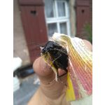 Zdjęcia użytkowników Huawei Y6 Zdjęcia użytkowników Huawei Y6