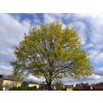 Zdjęcia użytkowników Huawei Y6 Zdjęcia użytkowników Huawei Y6