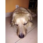 Zdjęcia użytkowników Huawei Y7 2019