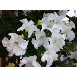 Zdjęcia użytkowników Huawei Y7 2019