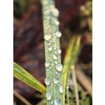 Zdjęcia użytkowników Huawei Mate X6