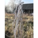 Zdjęcia użytkowników Huawei Mate X6