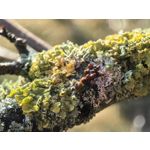 Zdjęcia użytkowników Huawei Mate X6