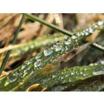 Zdjęcia użytkowników Huawei Mate X6
