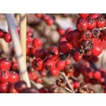 Zdjęcia użytkowników Huawei Mate X7