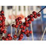 Zdjęcia użytkowników Huawei Mate X7