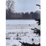 Zdjęcia użytkowników Huawei Mate X7