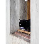 Zdjęcia użytkowników Huawei Mate X7