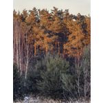 Zdjęcia użytkowników Huawei Mate X7