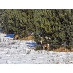 Zdjęcia użytkowników Huawei Mate X7