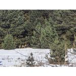 Zdjęcia użytkowników Huawei Mate X7