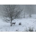 Zdjęcia użytkowników Huawei Nova 14 Pro