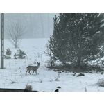 Zdjęcia użytkowników Huawei Nova 14 Pro