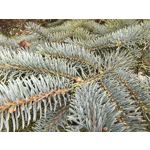 Zdjęcia użytkowników Huawei Nova 14 Pro