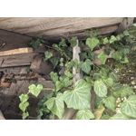 Zdjęcia użytkowników Huawei Nova 14 Pro