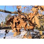 Zdjęcia użytkowników Huawei Nova 14 Pro