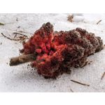 Zdjęcia użytkowników Huawei Nova 14 Pro