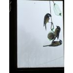 Zdjęcia użytkowników Huawei Nova 14 Pro