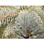 Zdjęcia użytkowników Huawei Nova 14 Pro