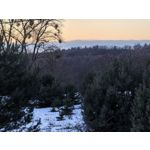 ZDJĘCIA Z TEGO TELEFONU