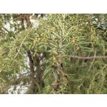 Zdjęcia użytkowników Huawei Nova 14 Pro