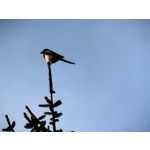 Zdjęcia użytkowników Huawei Pura 70 Pro