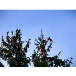 Zdjęcia użytkowników Huawei Pura 70 Pro