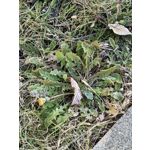 Zdjęcia użytkowników Huawei Pura 70 Pro