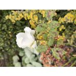 Zdjęcia użytkowników Huawei Pura 70 Pro