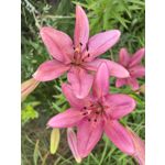 Zdjęcia użytkowników Huawei Pura 70 Ultra Zdjęcia użytkowników Huawei Pura 70 Ultra