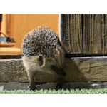 Zdjęcia użytkowników Huawei Pura 70 Ultra Zdjęcia użytkowników Huawei Pura 70 Ultra