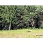 Zdjęcia użytkowników Huawei Pura 70 Ultra Zdjęcia użytkowników Huawei Pura 70 Ultra