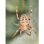 Zdjęcia użytkowników Huawei Pura 70 Ultra Zdjęcia użytkowników Huawei Pura 70 Ultra