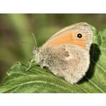 Zdjęcia użytkowników Huawei Pura 70 Ultra Zdjęcia użytkowników Huawei Pura 70 Ultra