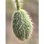 Zdjęcia użytkowników Huawei Pura 70 Ultra Zdjęcia użytkowników Huawei Pura 70 Ultra