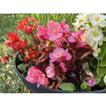 Zdjęcia użytkowników Huawei Pura 70 Ultra Zdjęcia użytkowników Huawei Pura 70 Ultra