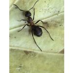 Zdjęcia użytkowników Huawei Pura 70 Ultra Zdjęcia użytkowników Huawei Pura 70 Ultra