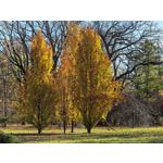 Zdjęcia użytkowników Huawei Pura 80 Pro