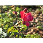 Zdjęcia użytkowników Huawei Pura 80 Pro