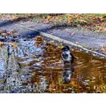 Zdjęcia użytkowników Huawei Pura 80 Pro