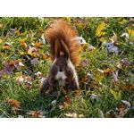 Zdjęcia użytkowników Huawei Pura 80 Pro