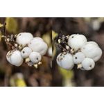 Zdjęcia użytkowników Huawei Pura 80 Pro