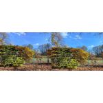 Zdjęcia użytkowników Huawei Pura 80 Pro