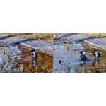 Zdjęcia użytkowników Huawei Pura 80 Pro