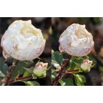 Zdjęcia użytkowników Huawei Pura 80 Pro