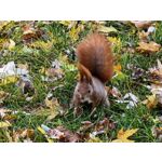 Zdjęcia użytkowników Huawei Pura 80 Pro