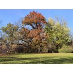 Zdjęcia użytkowników Huawei Pura 80 Pro