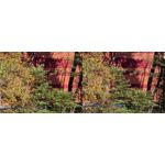 ZDJĘCIA Z TEGO TELEFONU